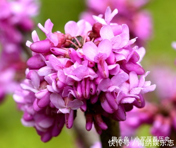 此花硕大而艳丽,叶如牛、似羊蹄,十分的奇特,有骨肉相连的寓意