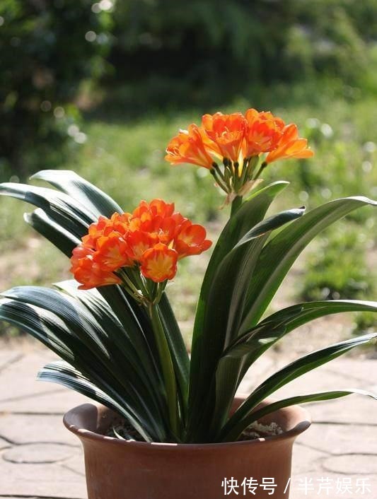 激素性|君子兰“开花”讲究大,好好催一催,接着冒花箭,花比拳头大