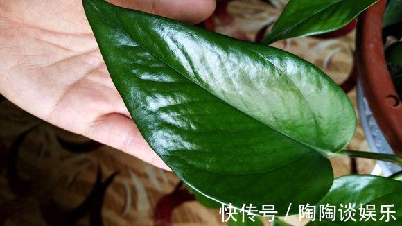 肥料|绿萝的最爱,家家都有,2周喂一点,叶子油绿翠亮,新叶巴掌大