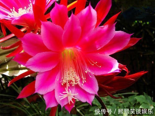 此款仙人掌,比绿萝好养,比荷花好看,简单易成活,花开硕大