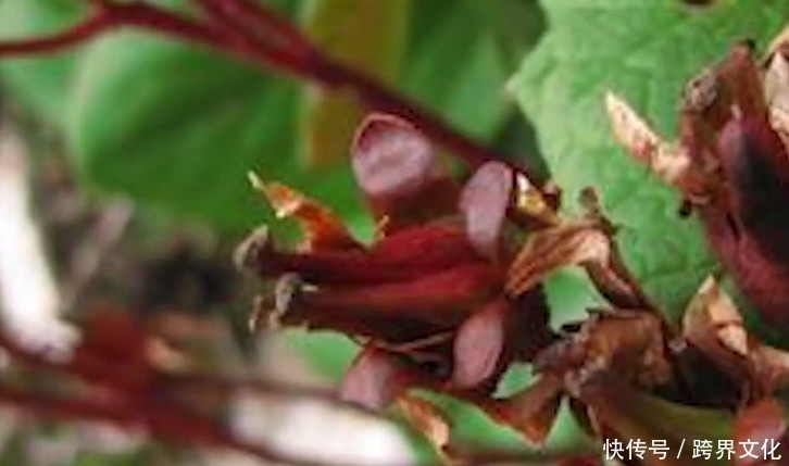 功效|长在海拔2千米的这种农村野草,有特别的功效,一斤能卖上千元