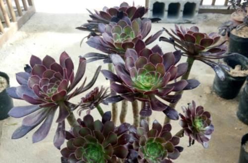 养护|多肉黑法师能在卧室养吗?当然不行,它甚至都不适合放在室内养护