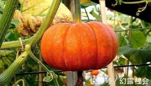 增糖|吃南瓜是降血糖,还是增糖,不要相信不可靠的谣言,要相信科学