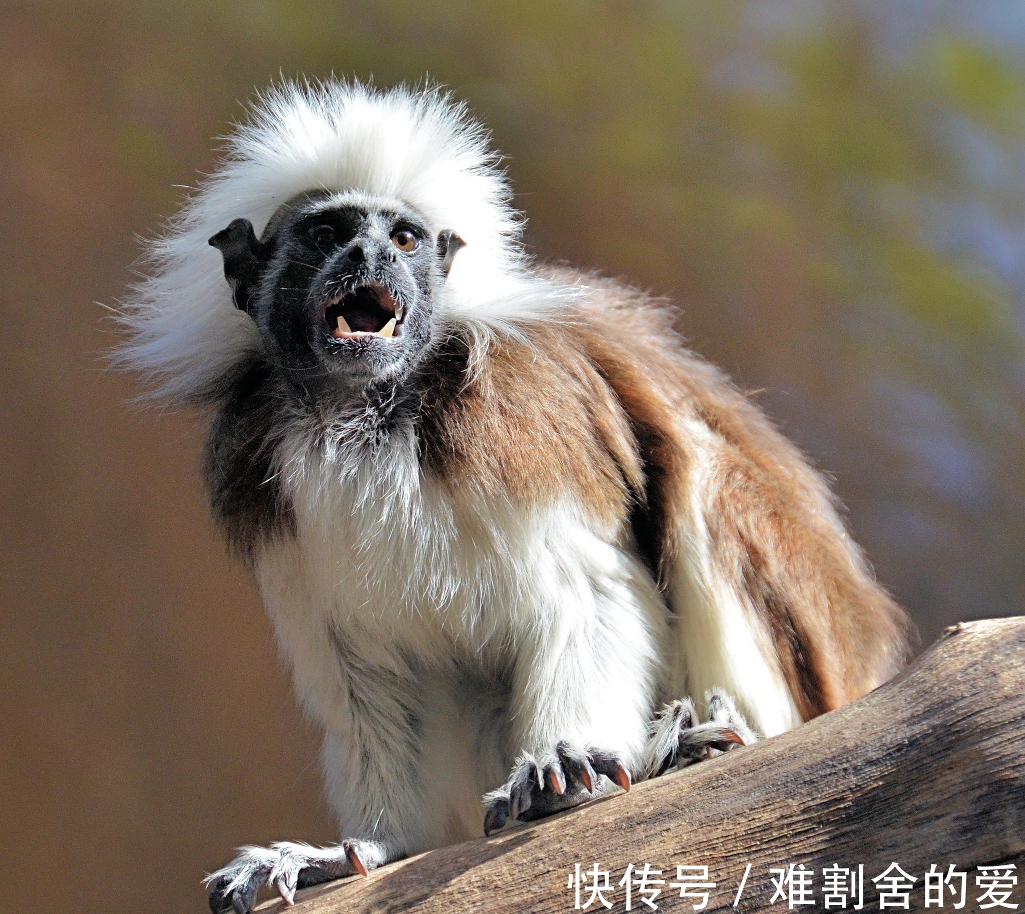 猴子|这种猴子的拉丁学名来源于希腊神话，却拥有着相当朋克的别致发型