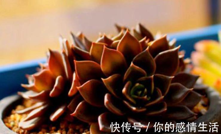 叶片|刚开始接触多肉选这“6种”，皮实耐养不易死，养出状态也很美！