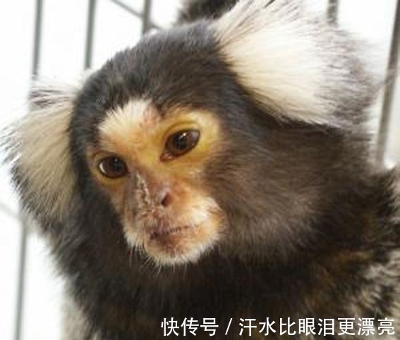 山海经!《山海经》中饕餮现身巴西,人脸豹身样貌骇人,千年前繁衍至今?