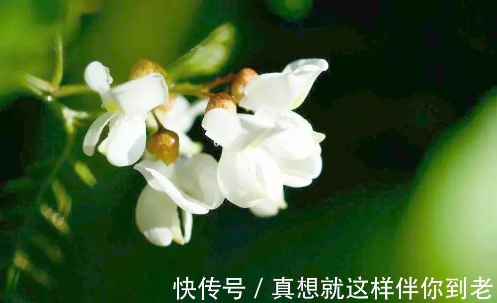 颈淋巴结核|这六种野菜在农村都十分稀少，药用价值极高，更是有防癌的奇效