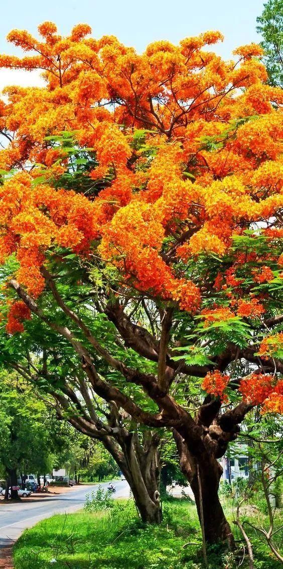 传来|太美了,世界照片今天终于传来,罕见至极,一睹为快