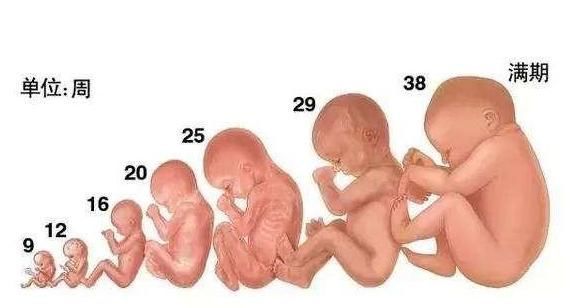 肚子|孕妈妈的肚子,是在什么时候开始,悄悄变大的