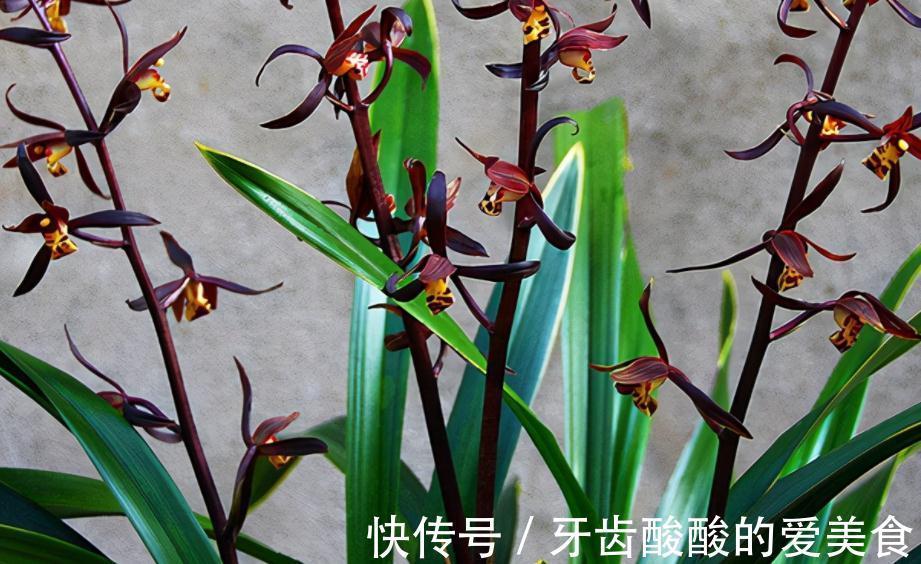 墨兰盆栽能在室内养吗?该怎么呵护好?