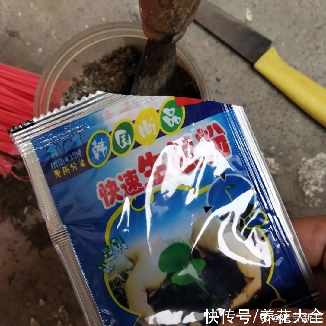 大粗杆子扦插，泥巴一裹就生根，秒变老桩大户