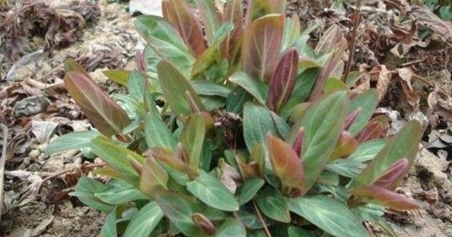 家乡人|告诉家乡人,此为“红元宝”,目前26元一斤,别当杂草,珍贵不凡