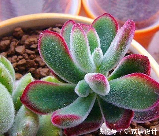 养多肉,做到“3控、1多、1勤”美艳多汁,胖成肉球