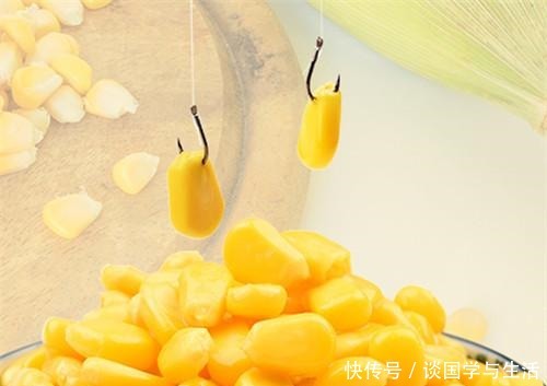 用玉米作钓|夏季在自然水域你用玉米钓到过鱼吗教你这三招用玉米野钓上鱼多