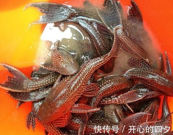 这条鱼全身布满花纹,半天钓了近三十条,求求各位钓友,怎样处理