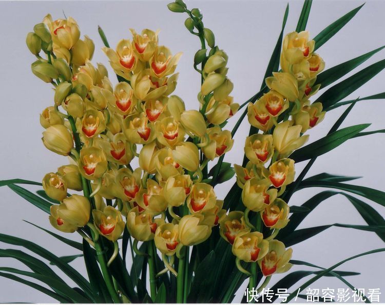 大花蕙兰|4种花漂亮又好养,比牡丹好看,开花爆盆很简单,给点水就疯长