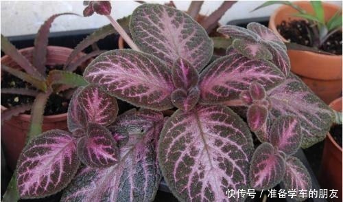 阴性|4种“耐阴性”绿植，家里放一盆，再也不怕没阳光养不了花了！