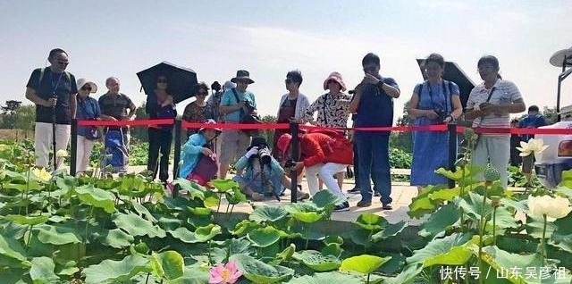 古莲花|北京这个公园成了网红，在盛夏时节，沉睡百年的古莲花开成了奇观