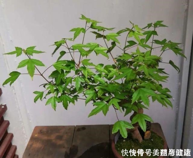 紫藤|4种花养成老桩，价格能翻好几倍，开花也更多！