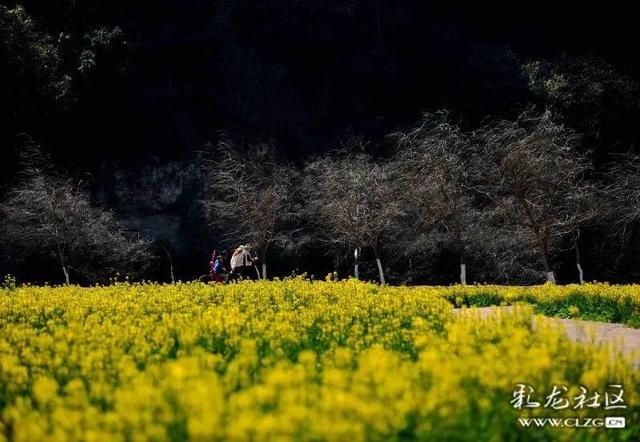 春天已“到货”！安宁万亩油菜花开啦|周末去哪儿 | 老年