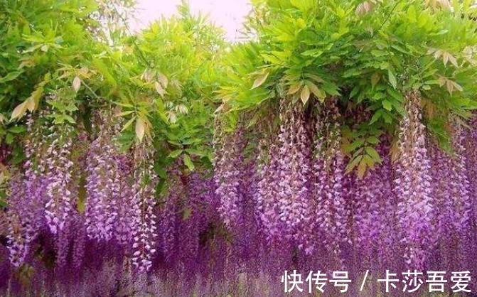 几种超美的爬藤花，家有花园种一棵，1年爬满墙，开成花瀑布