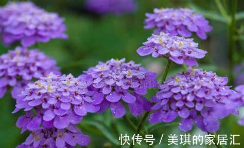 生命之旅|养花试试这几款,紫色的花朵,释放出美丽动人的香味