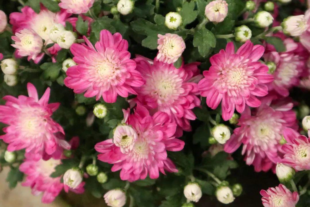 长寿花|9月后就养这些花,比绿萝好养,疯狂开花到明年!