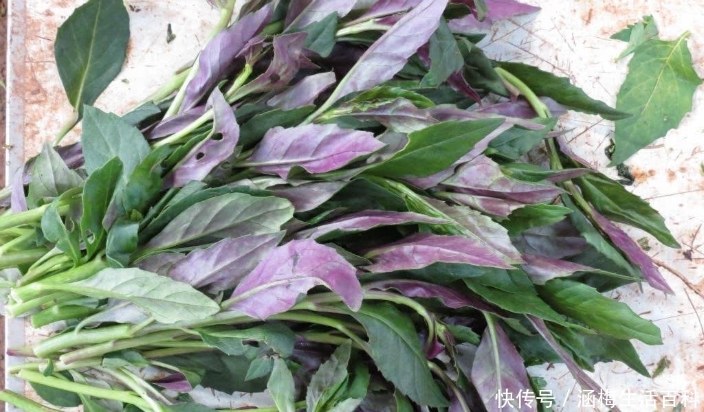 降压草|农村此草名叫“降压菜”,每天嚼食2片,血压稳稳降,遇见请珍惜