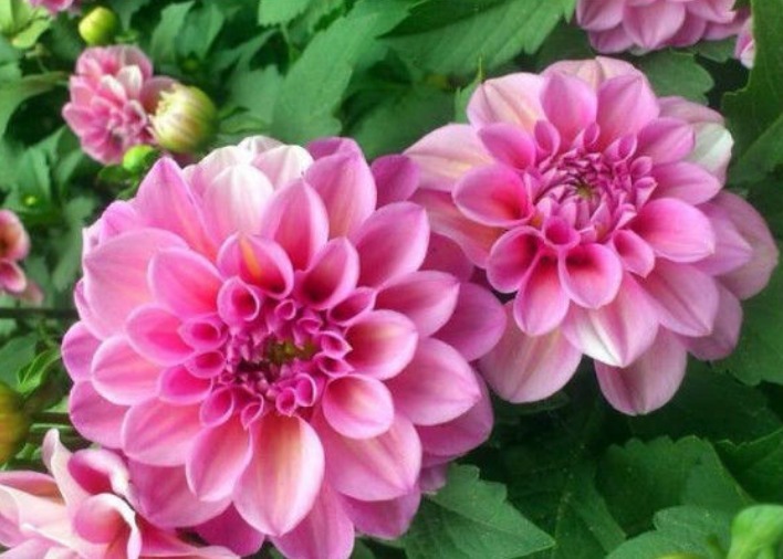 家里养这几款植物，耐寒易打理，花美色艳，花儿轻松开爆盆