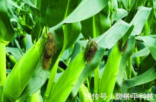 膳食纤维|女性不想子宫“脏脏的”,多吃3种食物,排出毒素,滋养女性子宫