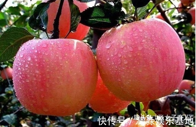 水果|孕期吃水果有讲究,这苹果等水果是孕妈首选,对孕妈和胎儿都好