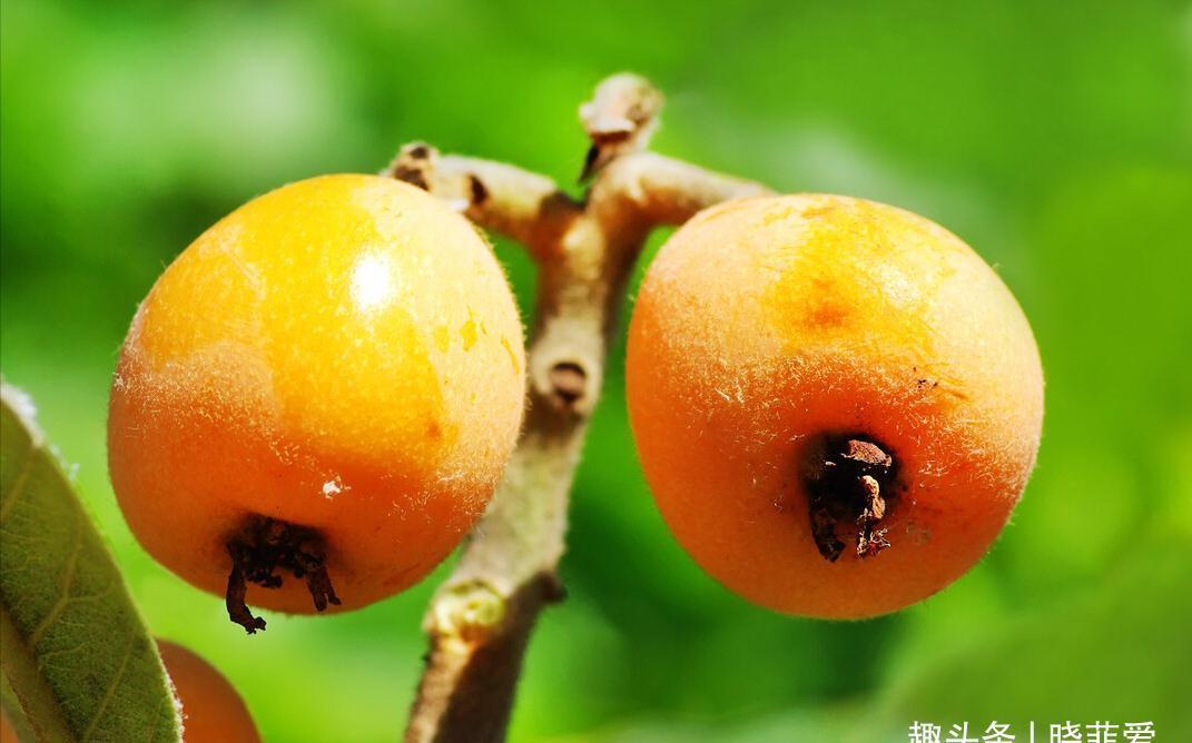 院子里适合种7种“镇宅树”,随便种一棵,“旺财添福”更旺家