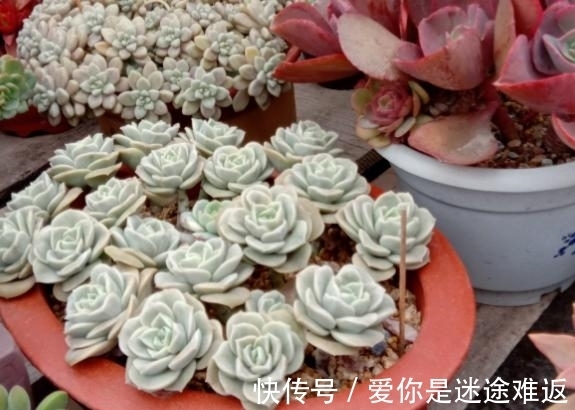 二九寒天,养多肉,想保命就得做到这“3多1少”