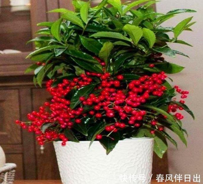 3种旺运花，吉祥添富贵，好打理，易爆盆，花开不断