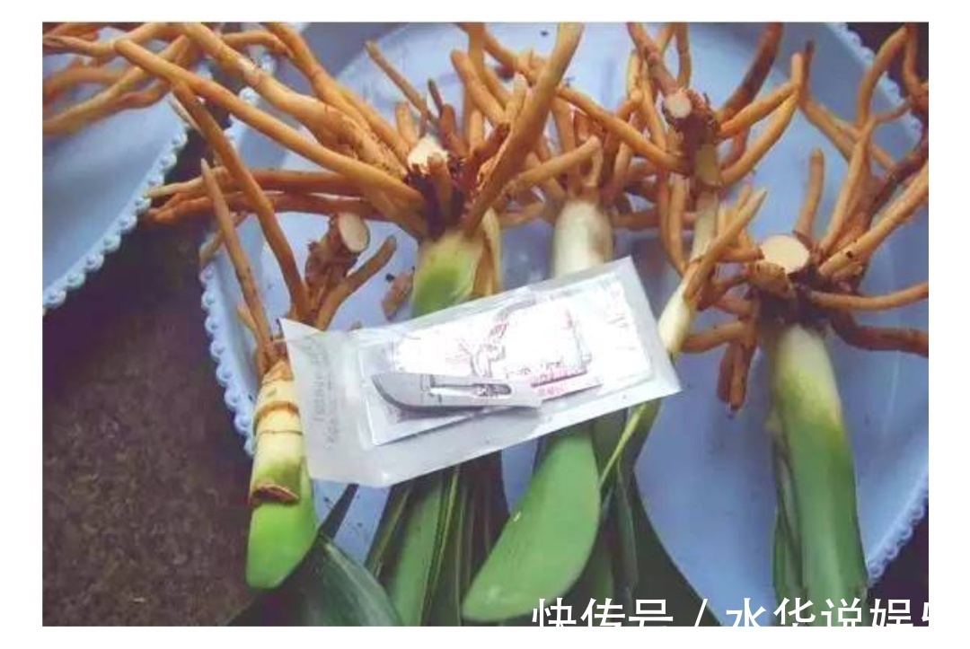 君子兰根部冒出小芽怎么办只需5个步骤,一盆变多盆很简单