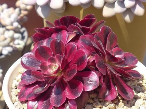 花友|都知道这3款多肉不好养,但是真的很漂亮,愿意尝试的花友真不少