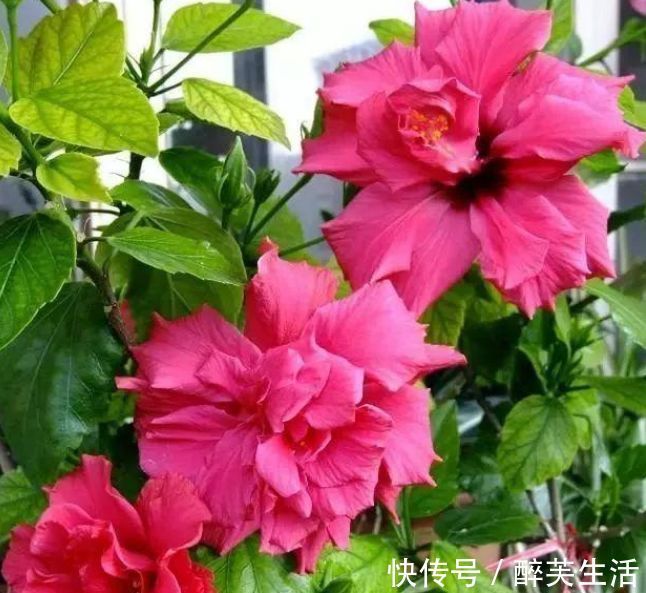 玫瑰海棠|养花就养个花期长的,花大色艳,花姿妖娆,四季繁花似锦