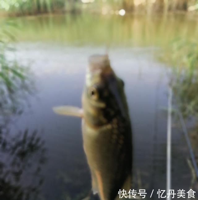 大鱼|高温天,钓大鱼先克服这些“难题”,不是我吹,渔获瞬间猛增几倍
