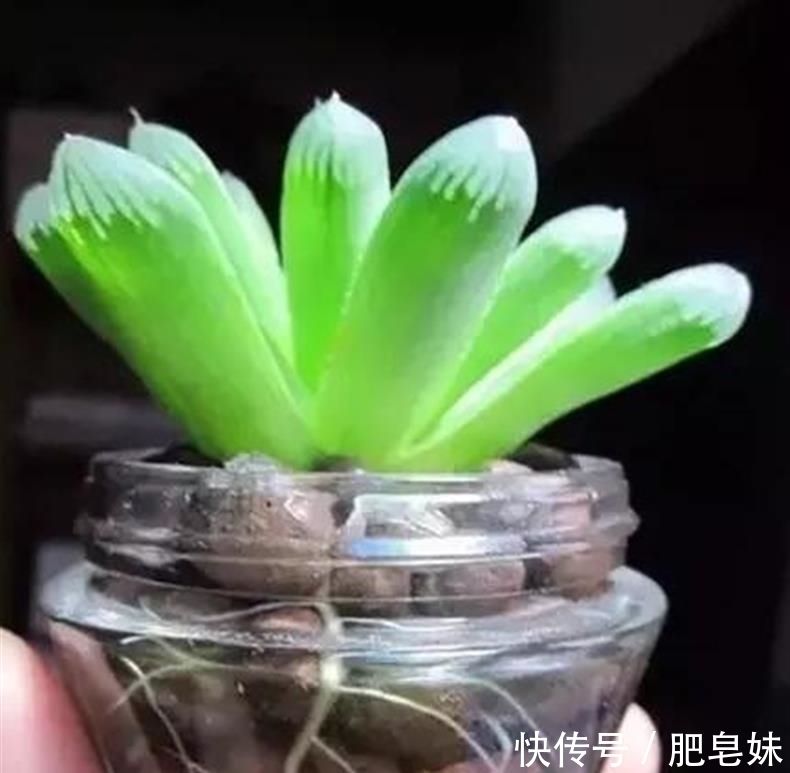水培多肉|多肉还可水培?多肉土培转水培,快速生根方法全在这儿~