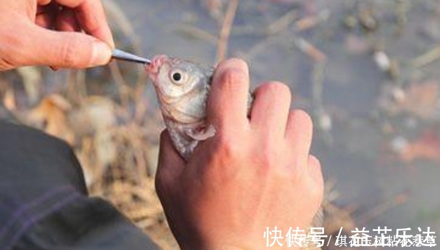 大板鲫不咬钩，只怪天气不好？老钓手换用这套钓法，刚下竿就中鱼