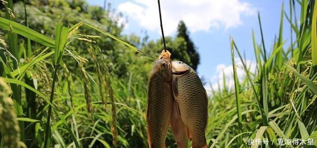 这种鱼生长于水稻田，被称作鱼中人参，却经常被误认为是小杂鱼