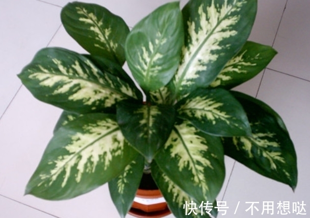 除了绿萝,还有这个植物好养,耐湿耐旱,盆栽皇帝名副其实