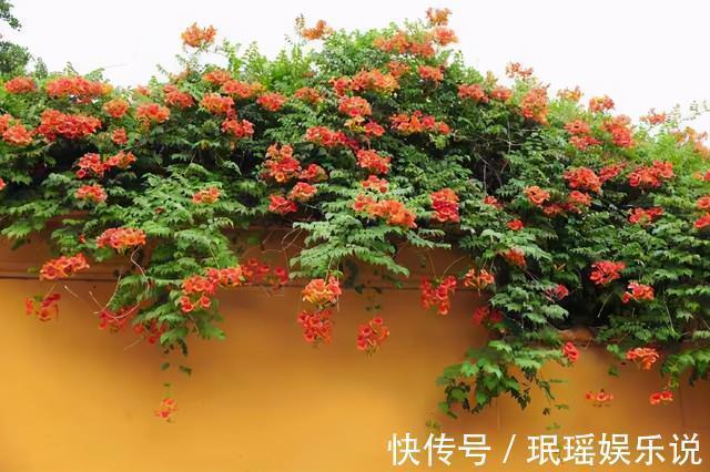 家有小院?养几种“不死花”,从来不用管,花开一片,延绵不断