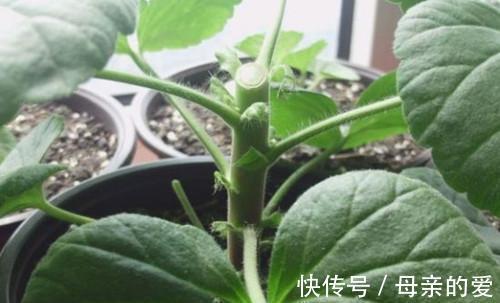 修剪|天竺葵什么时候修剪天竺葵怎么修剪