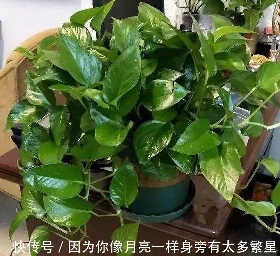 养花|橘子皮扔掉太浪费了!这样处理用作养花,植株根叶嗖嗖疯长