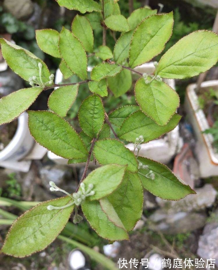 羊奶果|4种花摇身一变超美''老桩'',精致又贵气,价格翻一倍