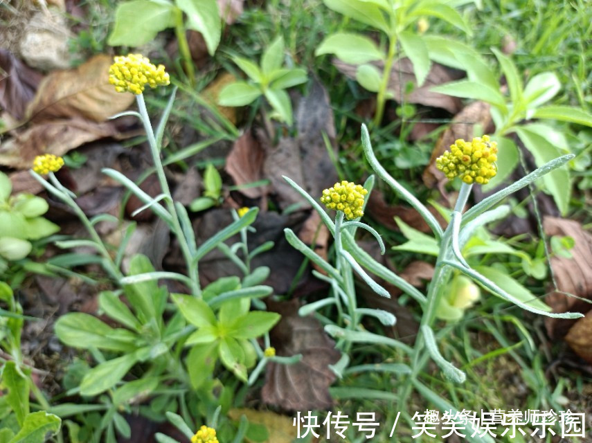 益母草|6种农村常见的野菜,比青菜还好吃,营养价值高,家乡人都喜欢吃