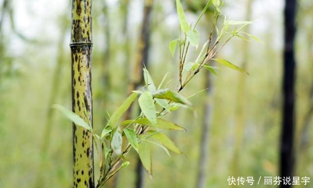 朵百重衣|伟人毛泽东的《七律答友人》,友人是谁?这位友人不简单却很低调