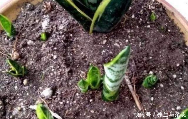 面包|养花土“硬邦邦”别担心，学会这“4招”，土壤松软像“面包”！