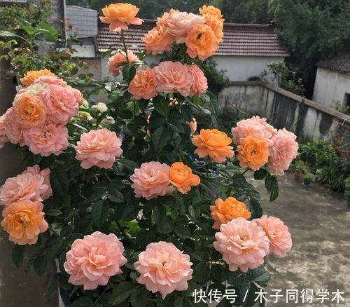 花卉|去闺蜜家住,被满阳台的微型月季吸引了,做法真高级,拍照来看看